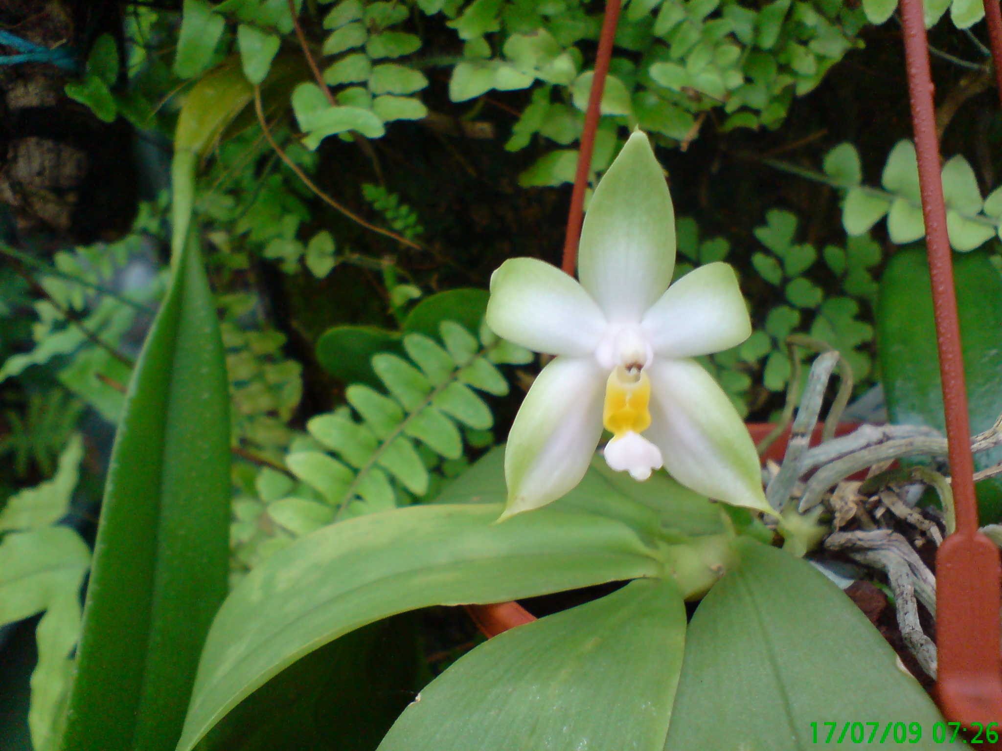 phalaenopis bellina var. alba