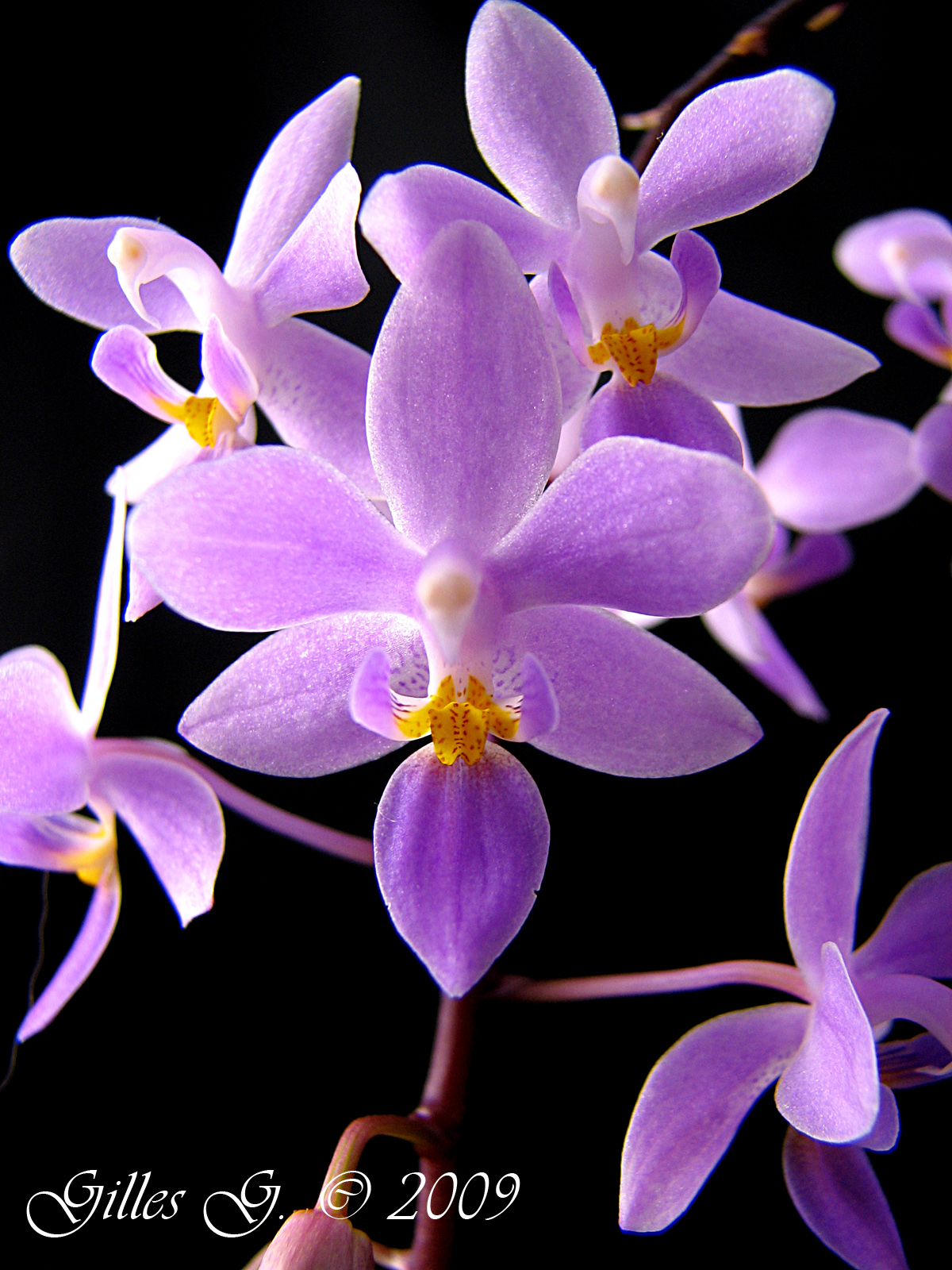 Phalaenopsis equestris 'Llocos'