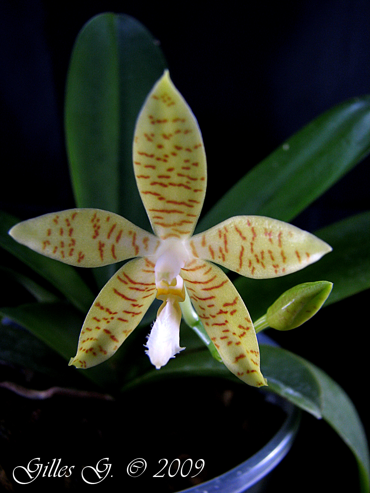 Phalaenopsis pallens