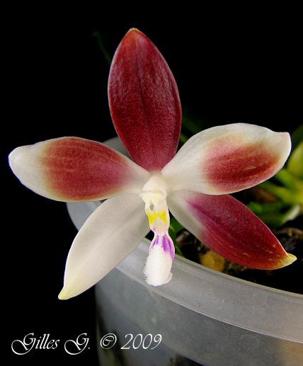 Phalaenopsis tetraspis