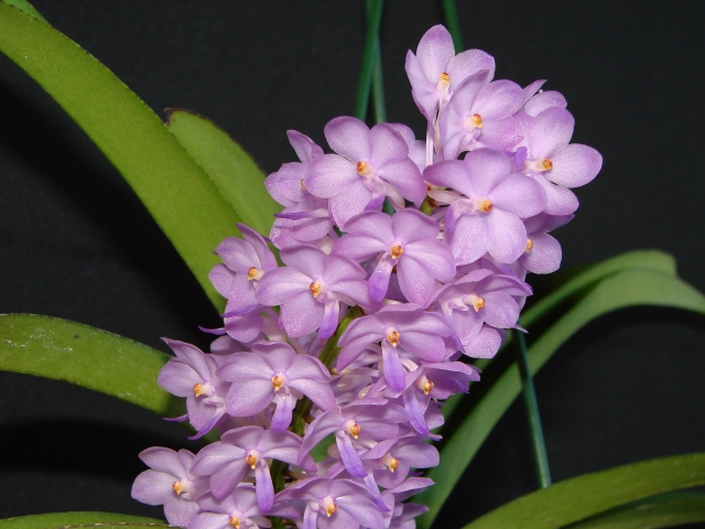 Rhctm. lilac Blossom