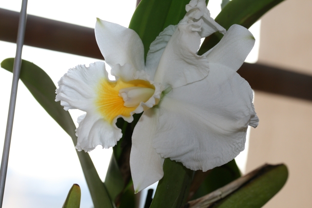 cattleya sp