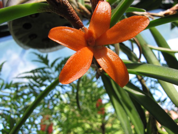 ceratostylis rubra