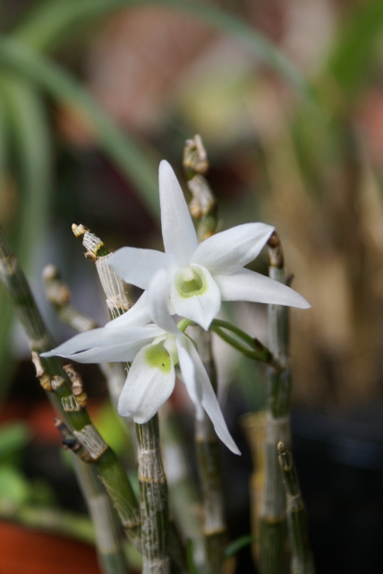 dendrobium moniliforme