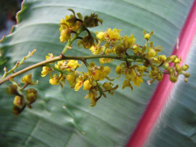 oncidium pumilum