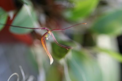 restrepia sp