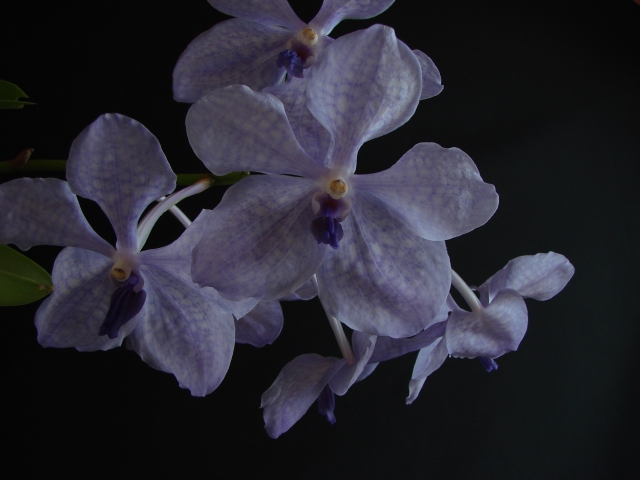 vanda