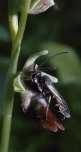 pollinisation
