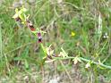 Ophrys_insectifera00581