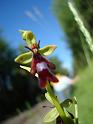 Ophrys_insectifera00662
