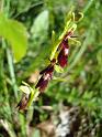 Ophrys_insectifera00664