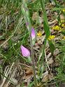 Cephalanthera00595