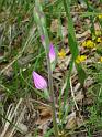 Cephalanthera00595