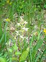 Platanthera_chlorantha00579