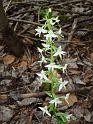 Platanthera_chlorantha00599