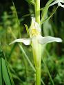 Platanthera_chlorantha00638