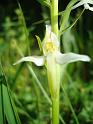 Platanthera_chlorantha00638