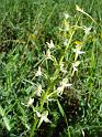 Platanthera_chlorantha00649