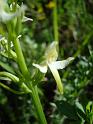 Platanthera_chlorantha00651