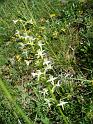 Platanthera_chlorantha00672