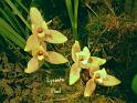 Lycaste