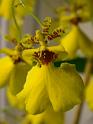 oncidium