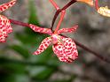 renanthera